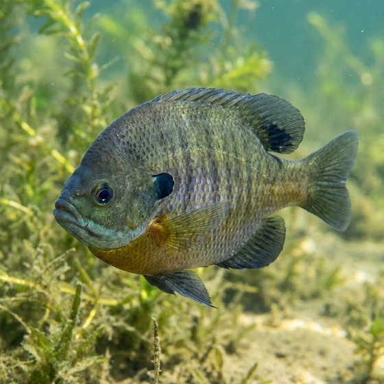 bluegill