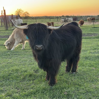 Lovage profile picture