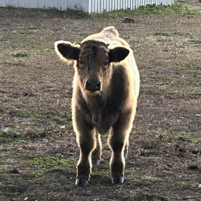Louie profile picture