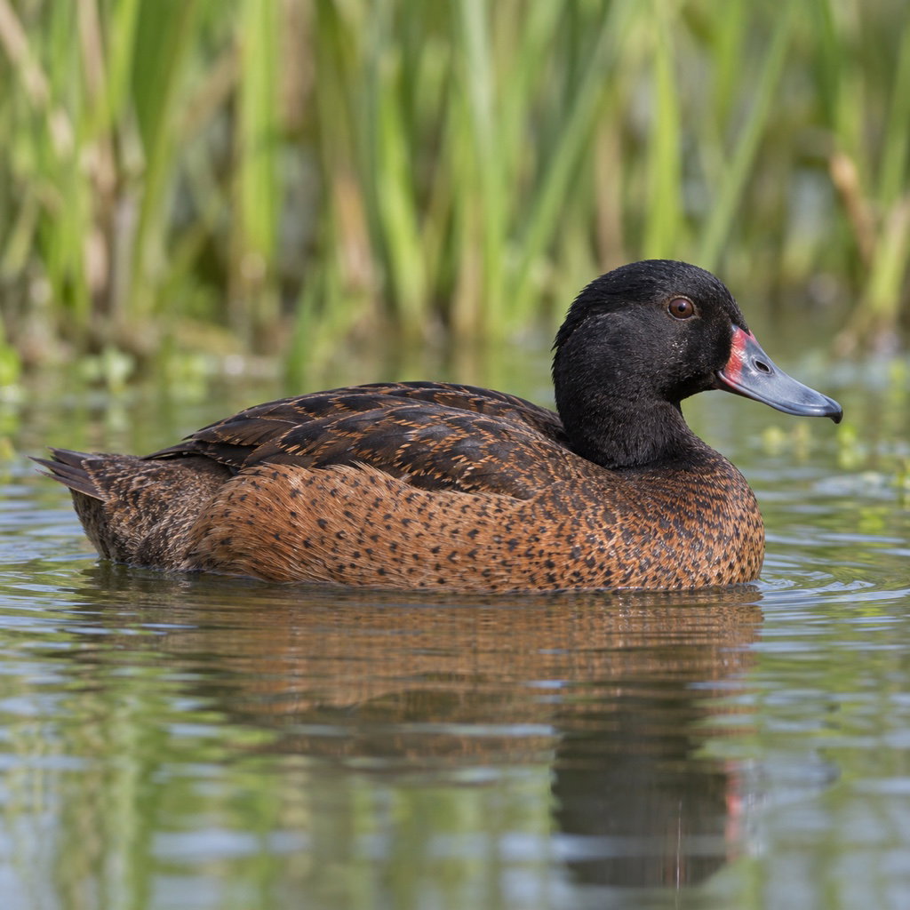 black-headed duck