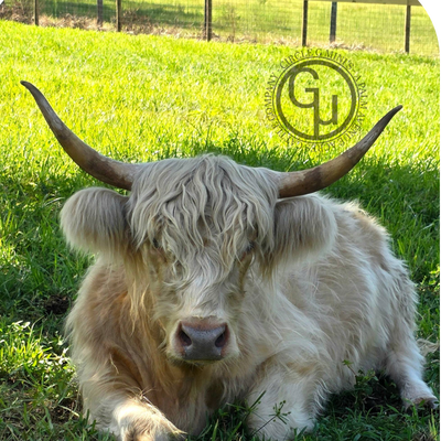 CAM Queenie profile picture