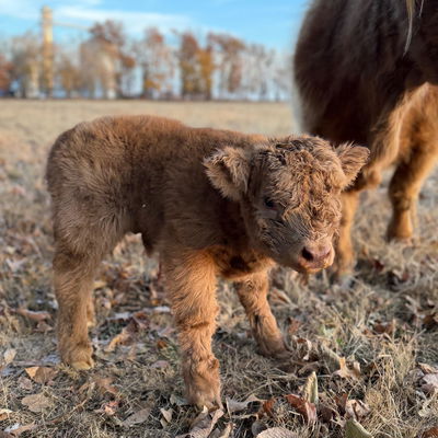 A Peculiar Farm Thing profile picture