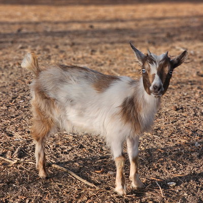 Iris profile picture