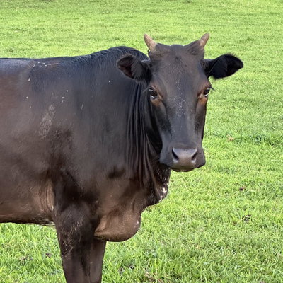 RBR Dora profile picture