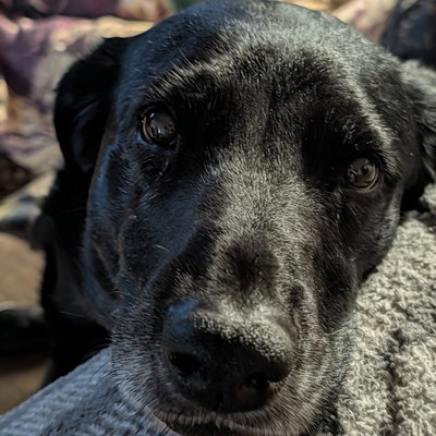 Molly profile picture