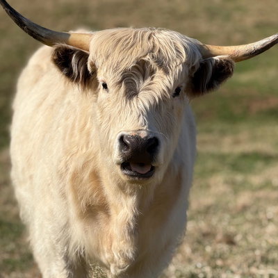 Maisey profile picture