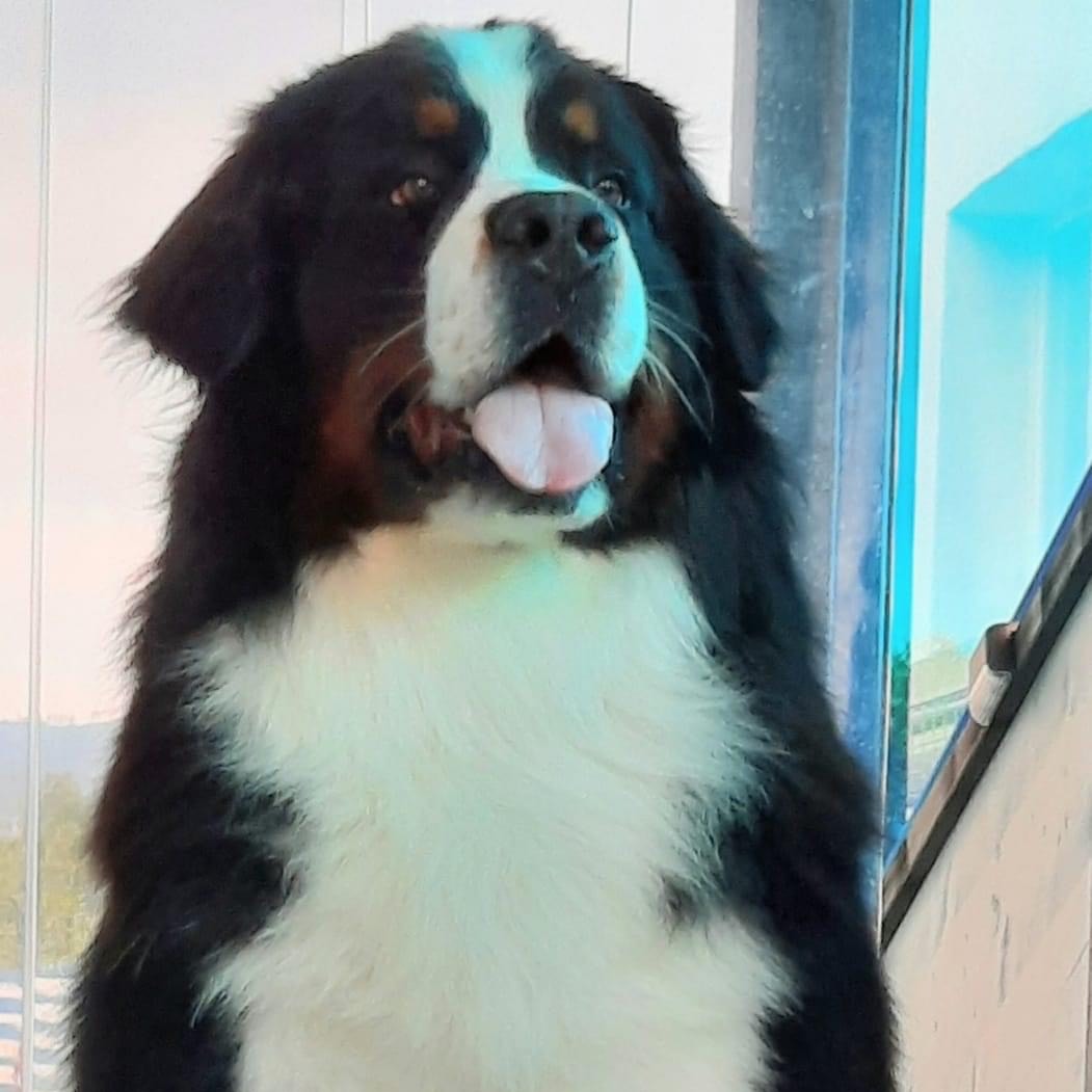 Whisky profile picture