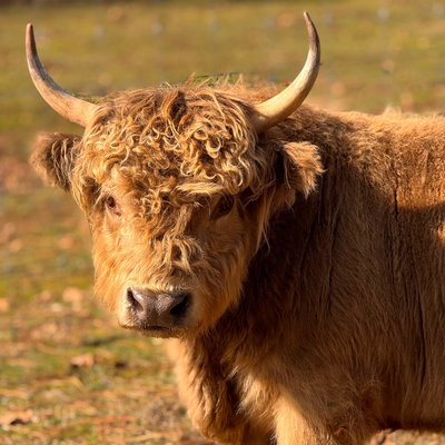 Cricket profile picture