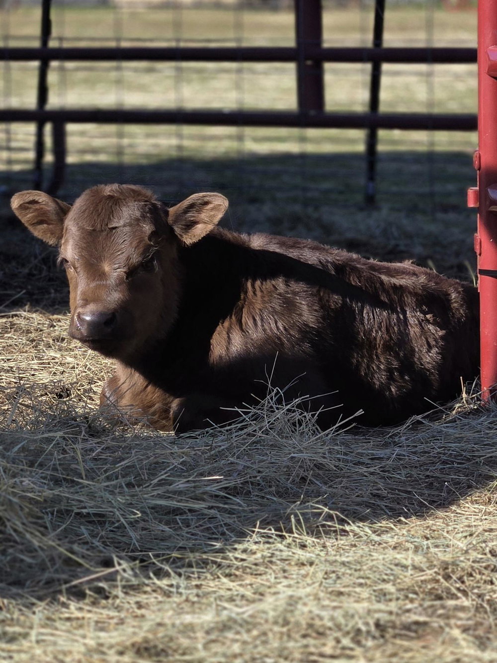 CCF Dun Gotta Remington "REMI", photo 2