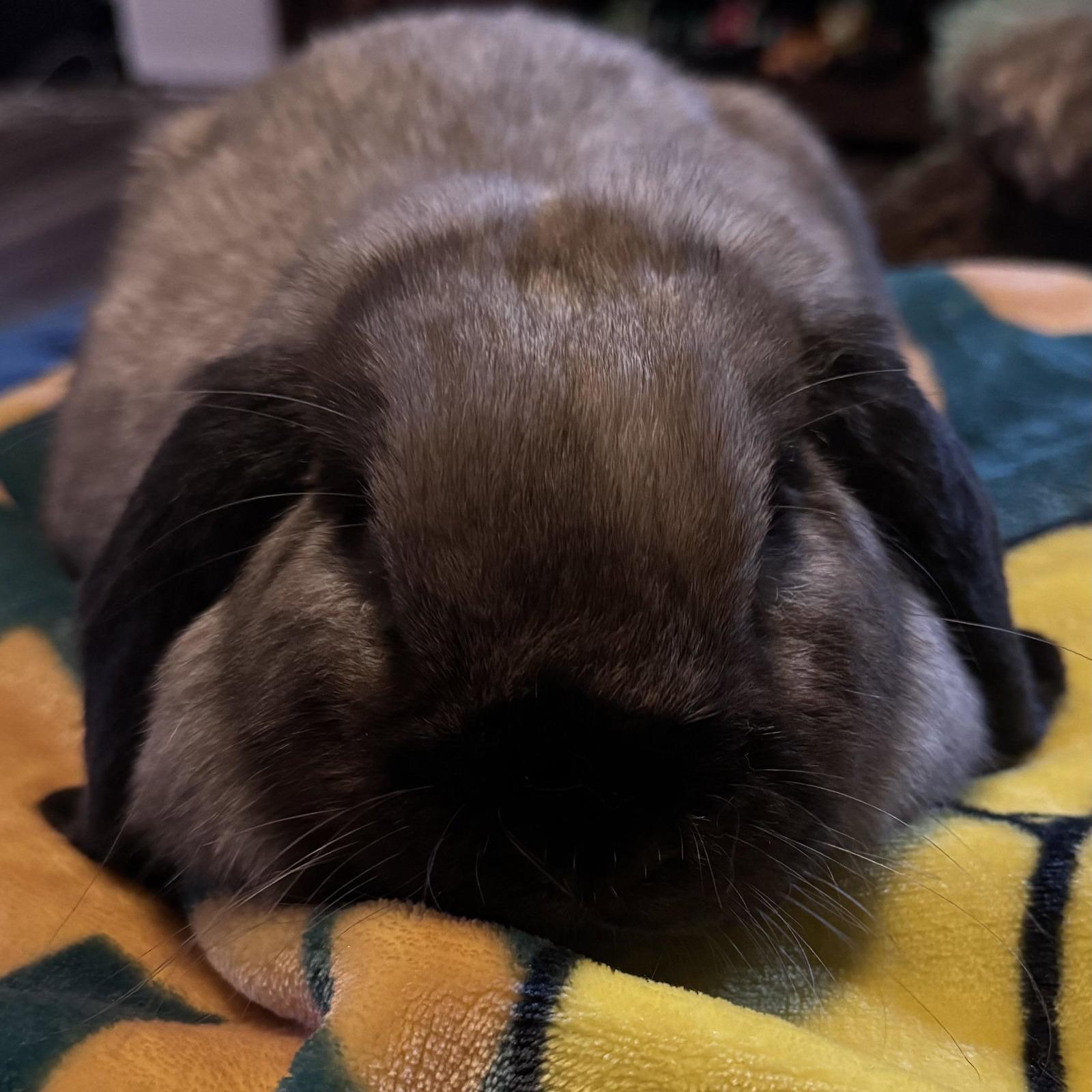 Willow