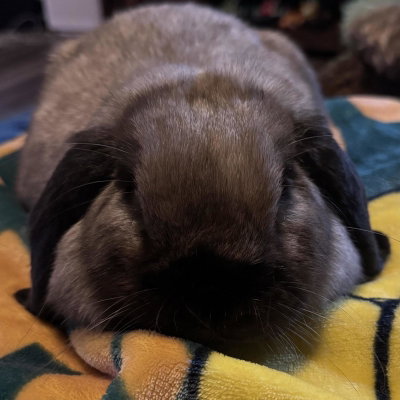 Willow profile picture
