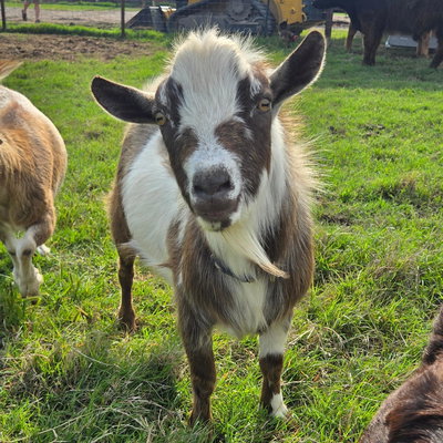 Loverboy profile picture