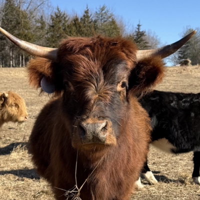 Ruby profile picture