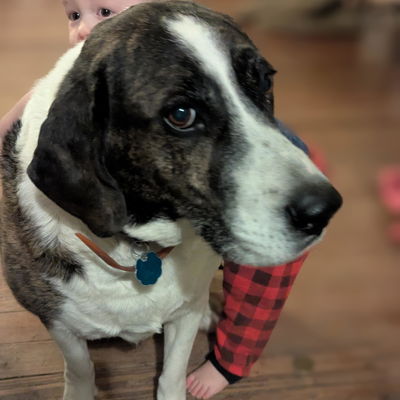 Angus profile picture