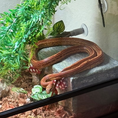 Persephone profile picture