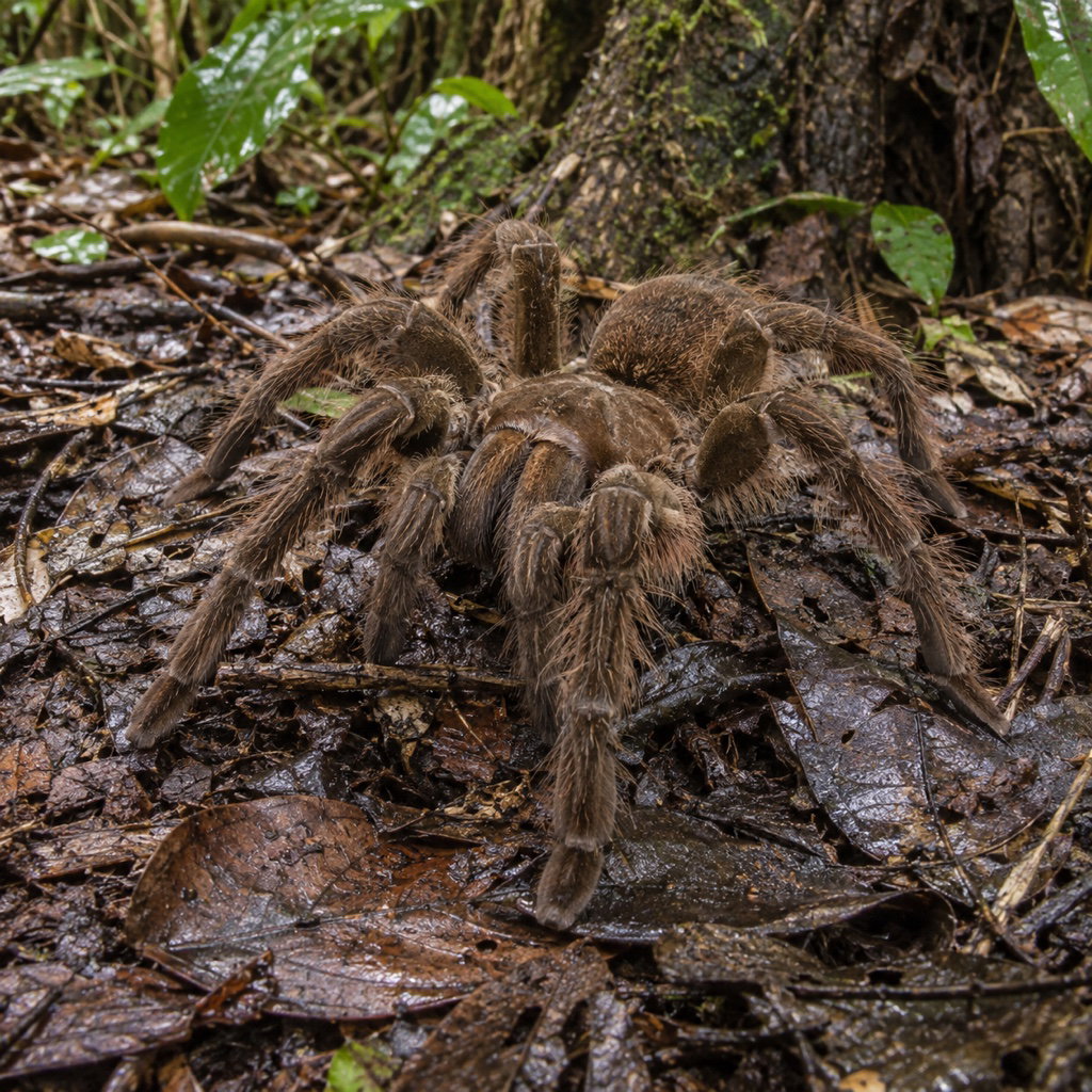 goliath birdeater tarantula