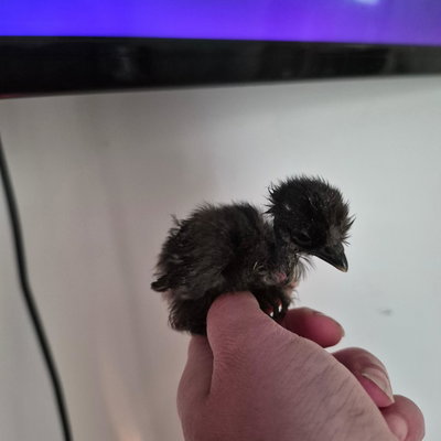 Chicky 14 profile picture