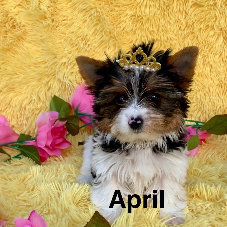 April profile picture
