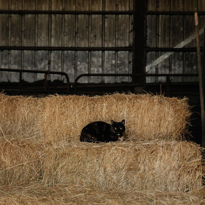 Queen Bee profile picture