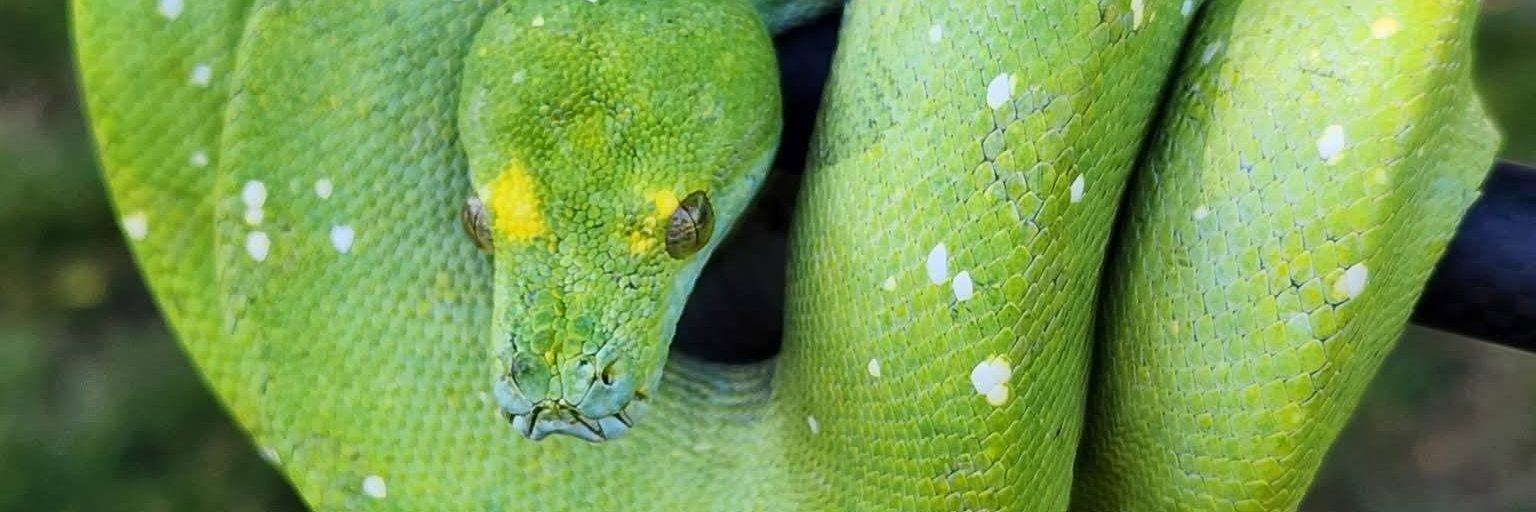 C&A Reptile 🦎 profile cover image