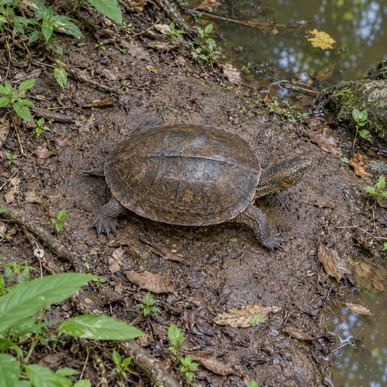 giant Asian pond turtle