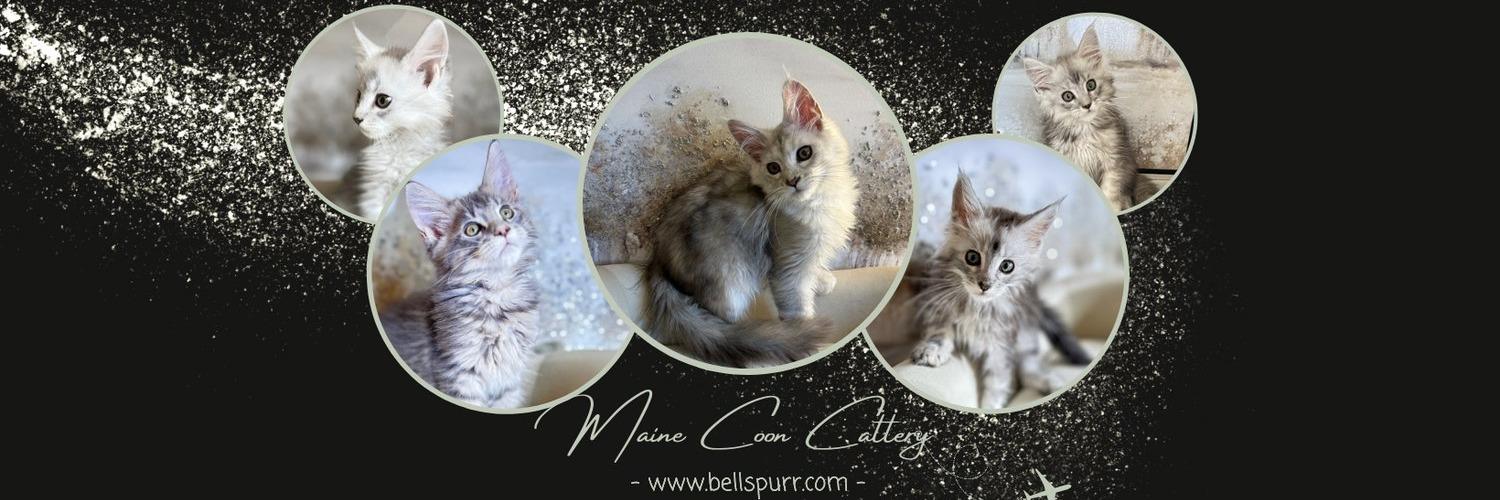 Bellspurr Maine Coons profile cover image