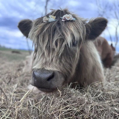 Ruth profile picture