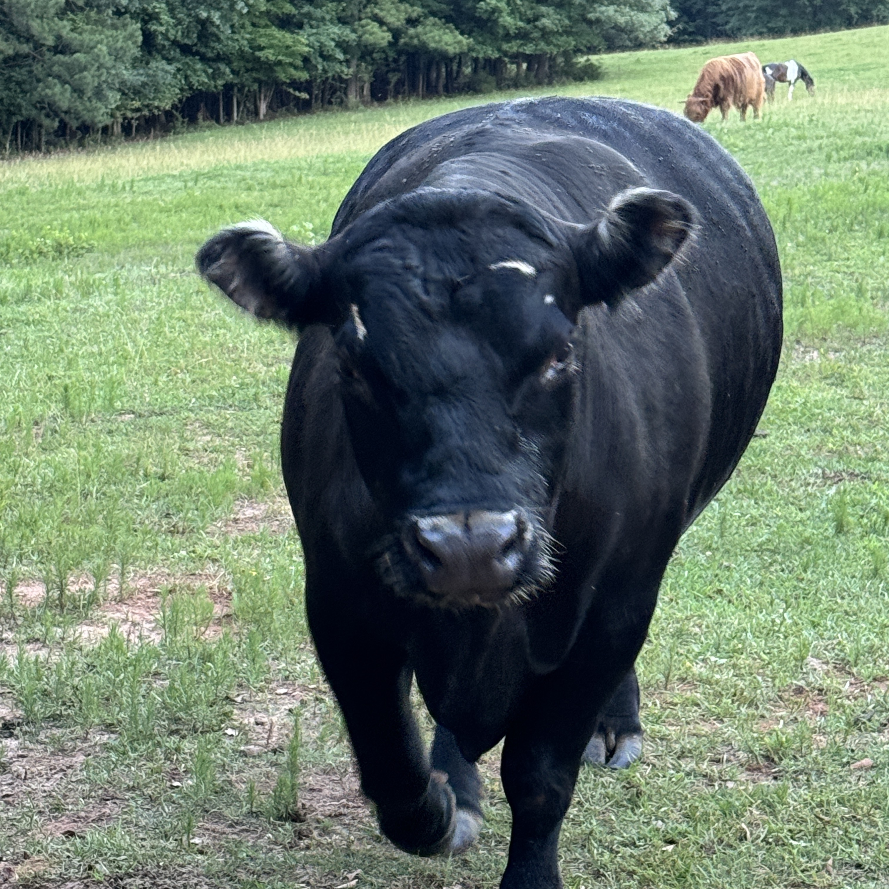 Buddy profile picture