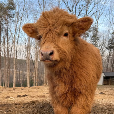 Goose profile picture