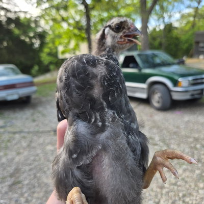 Chicky 25 profile picture