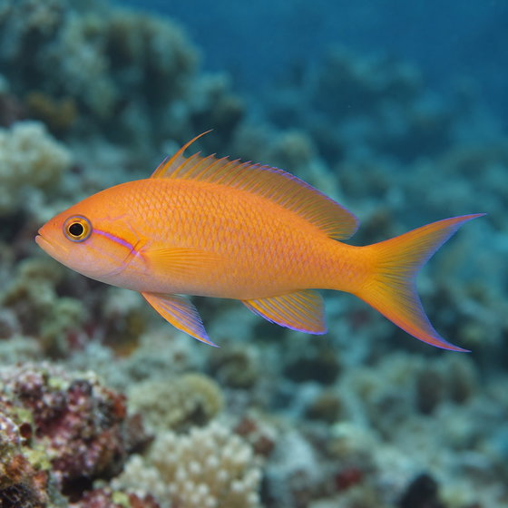 sea goldie