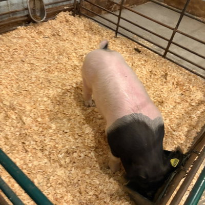 Oreo profile picture
