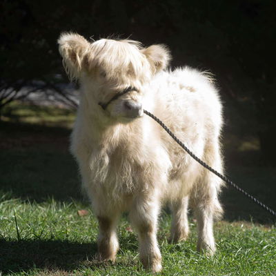 Willow profile picture