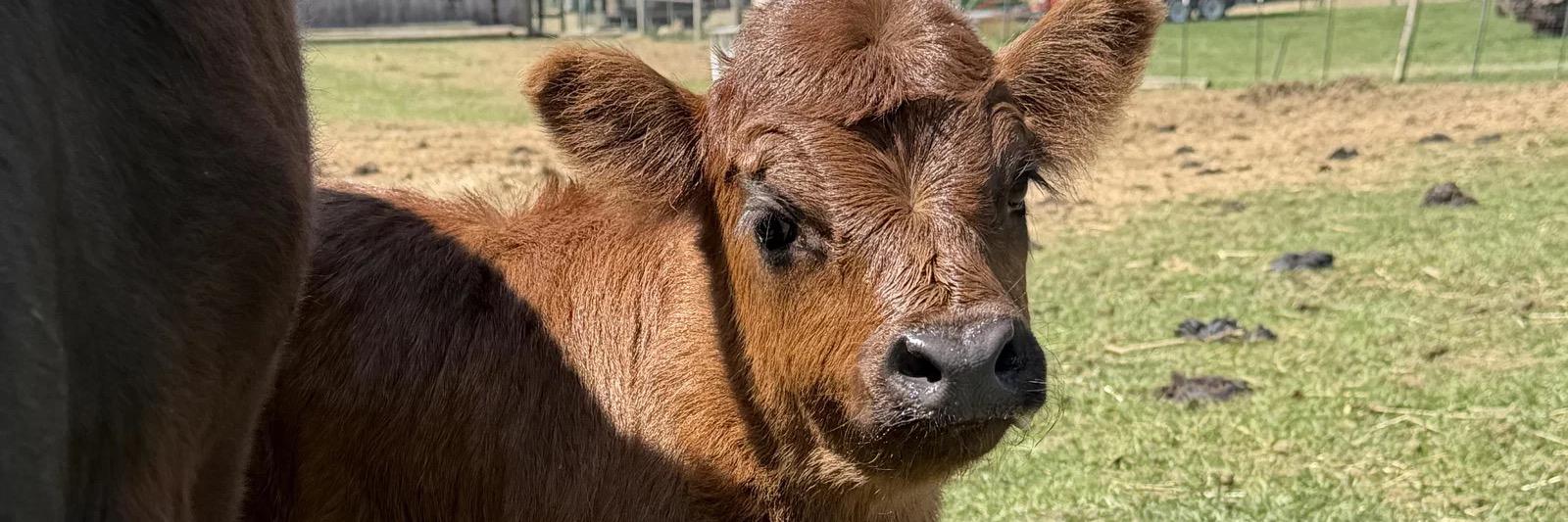 RBR Lily profile cover image