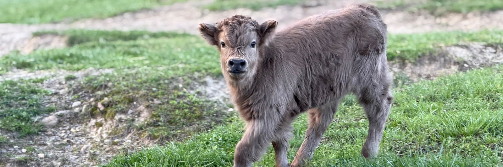 Honey Bun profile cover image