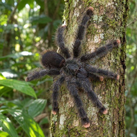 common pink toe tarantula