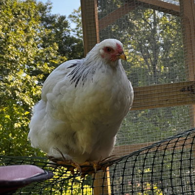 Lemondrop profile picture