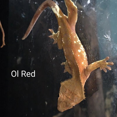 Ol Red profile picture