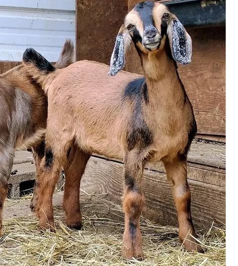 Photo of a Mini Nubian goat recorded as buckskin