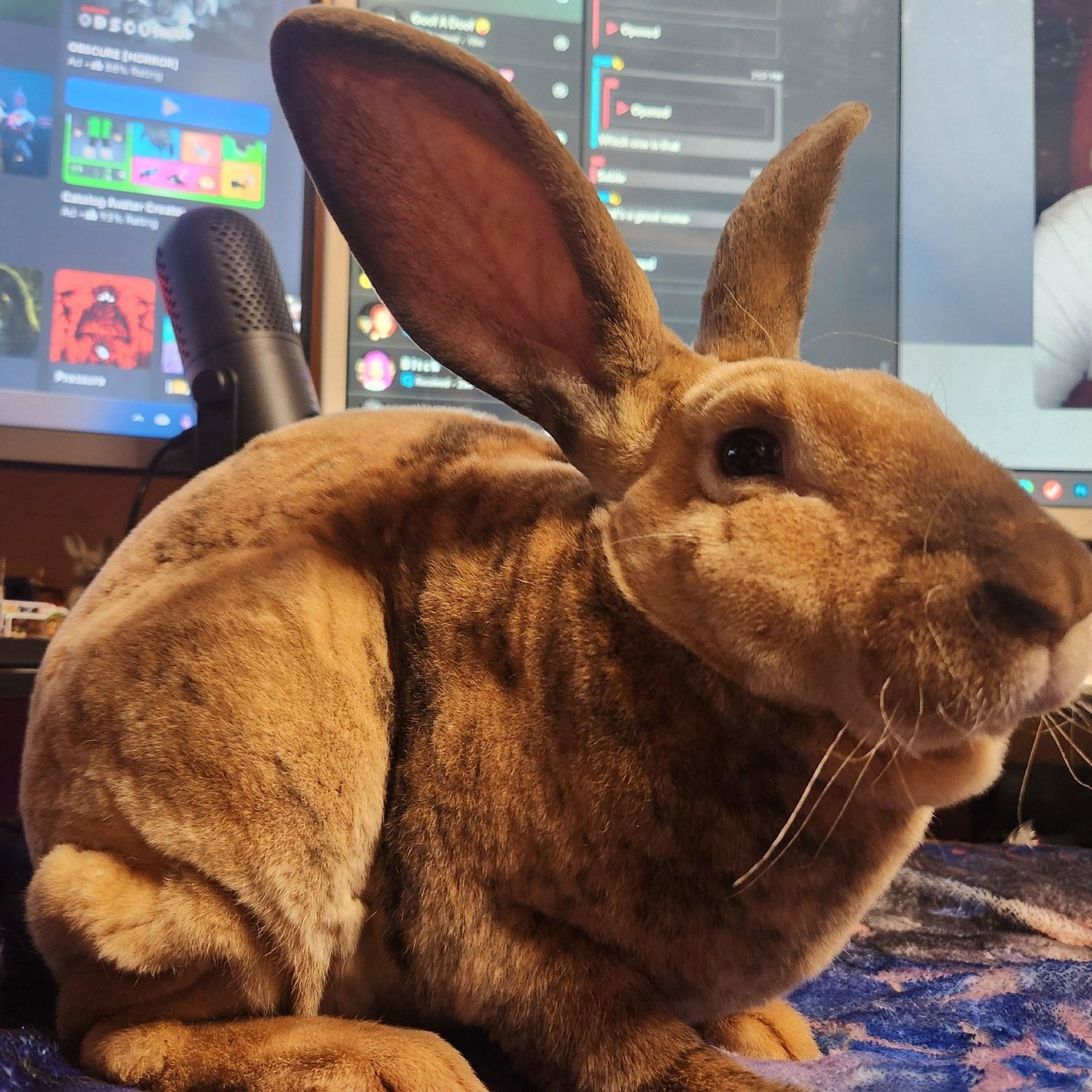 D&F Rabbitry Sable