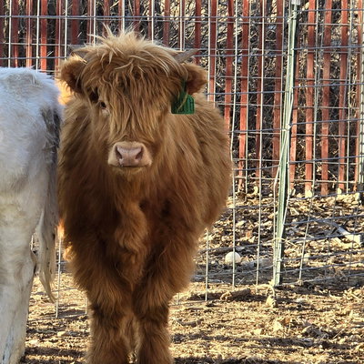 Ginger profile picture