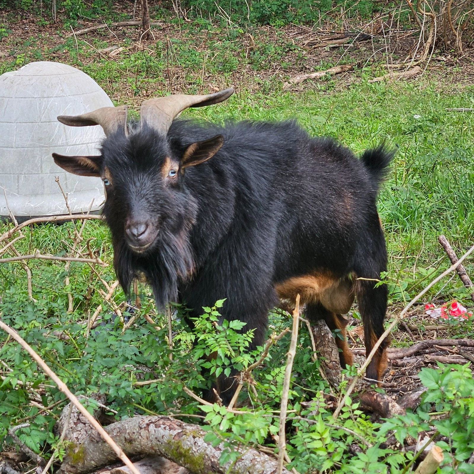 Totes Ma Goats
