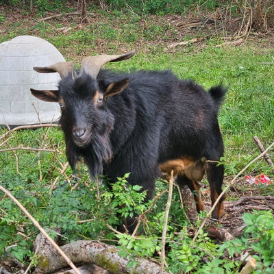 Totes Ma Goats profile picture