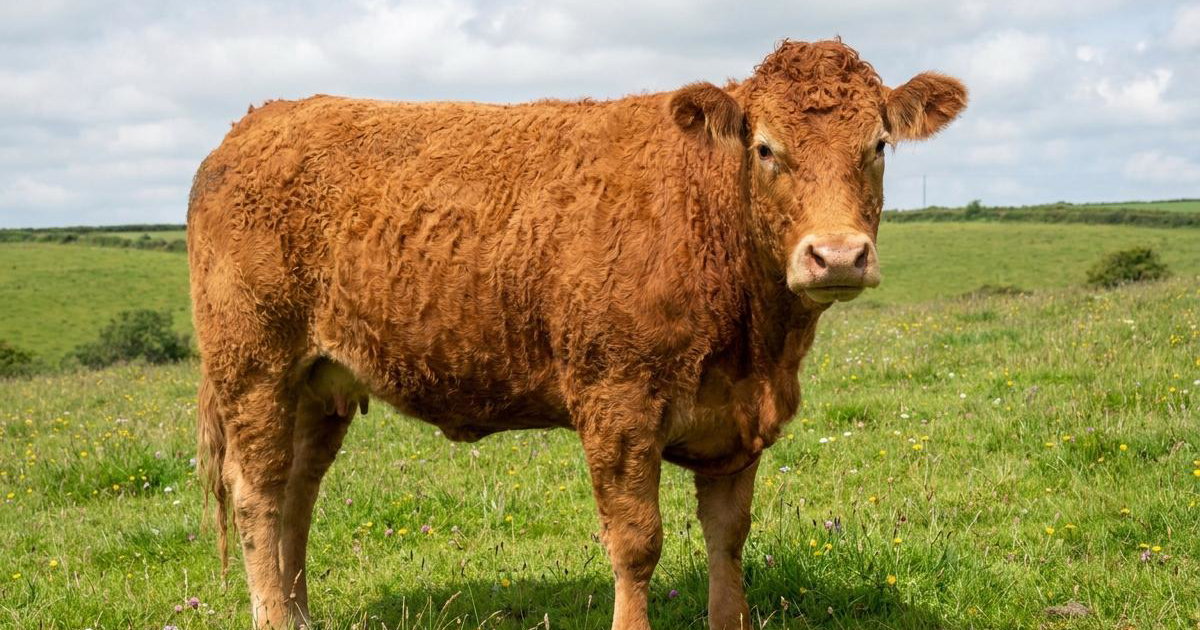 South Devon Cattle: Breed Facts, Prices & Breeders | Creatures