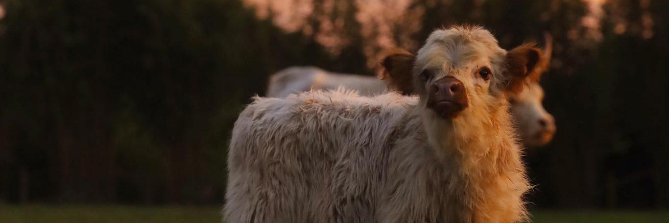 KBF Billie Eyelash profile cover image