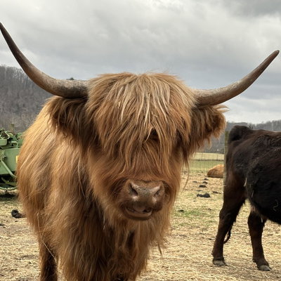 RBR Freya profile picture