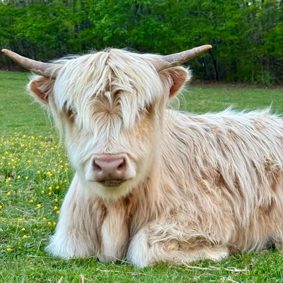 Matilda profile picture