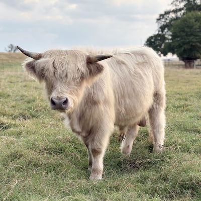 Lawrence Farms profile picture