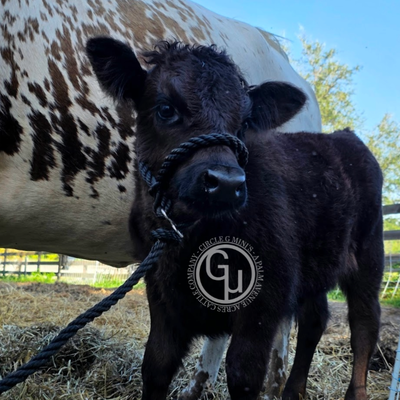 CLG Corbin profile picture