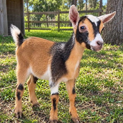 Pepper profile picture